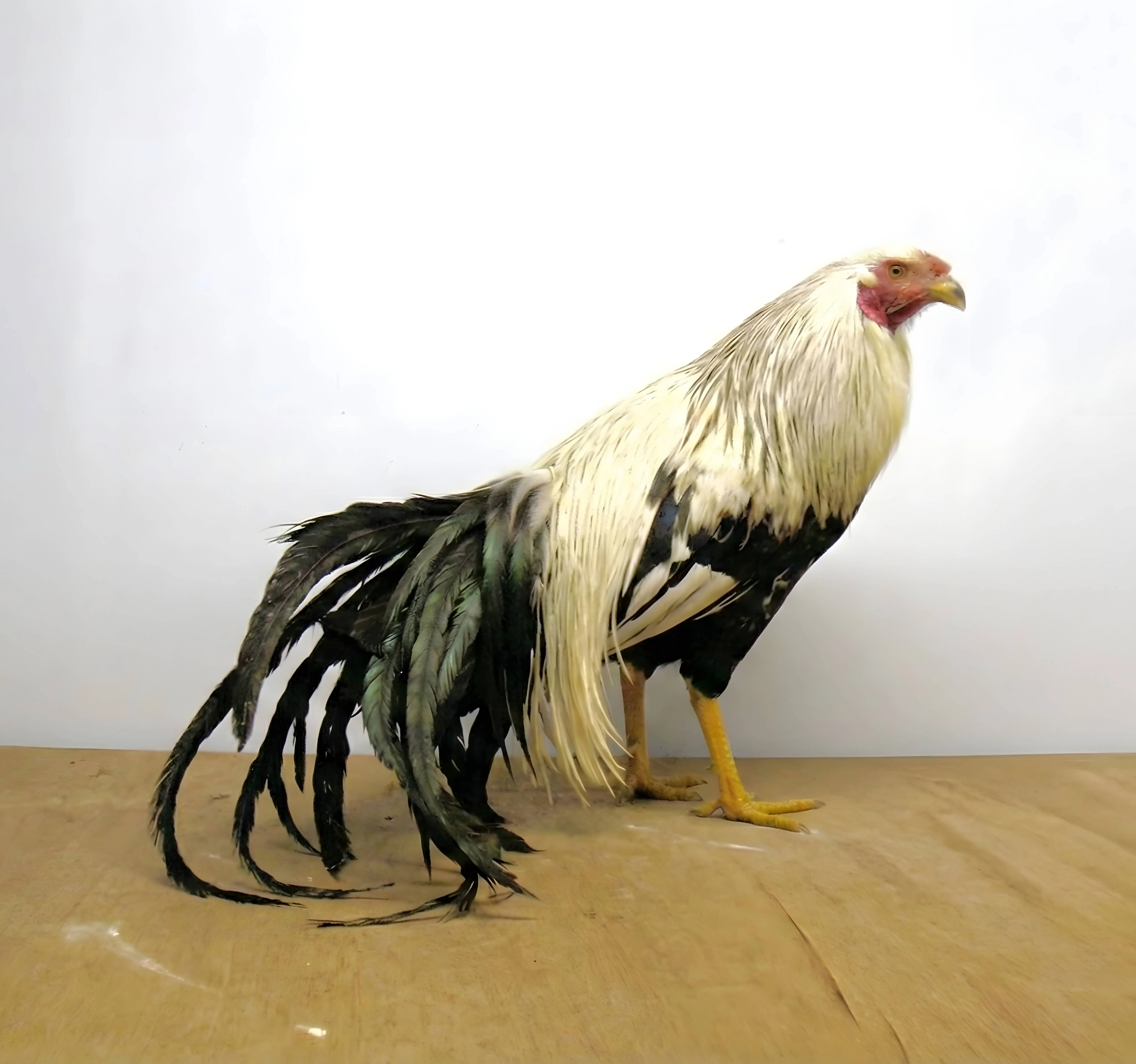 Silver Duckwing Yokohama Chicken - Image 2
