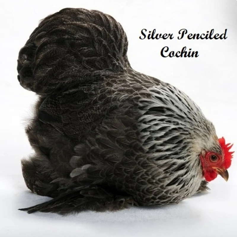 Silver Penciled Cochin Bantam - Image 3
