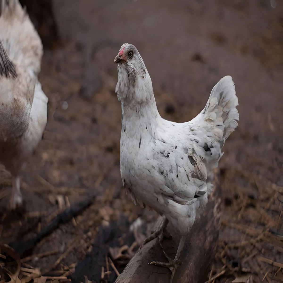 Splash Ameraucana - Image 6