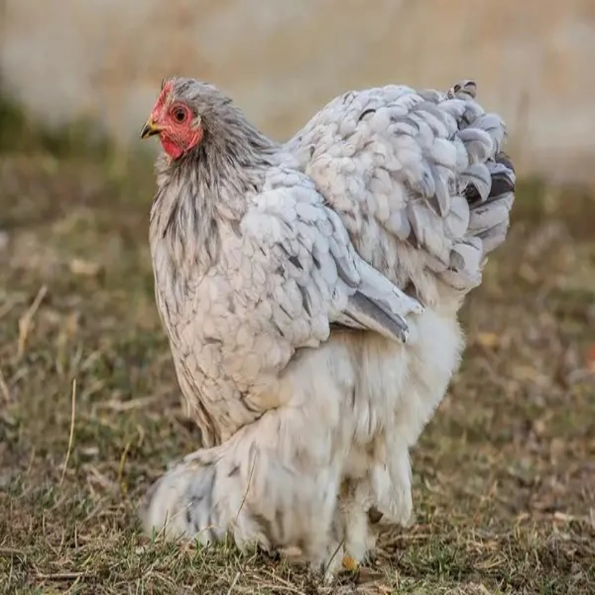Splash Cochin Standard Chicken - Image 3