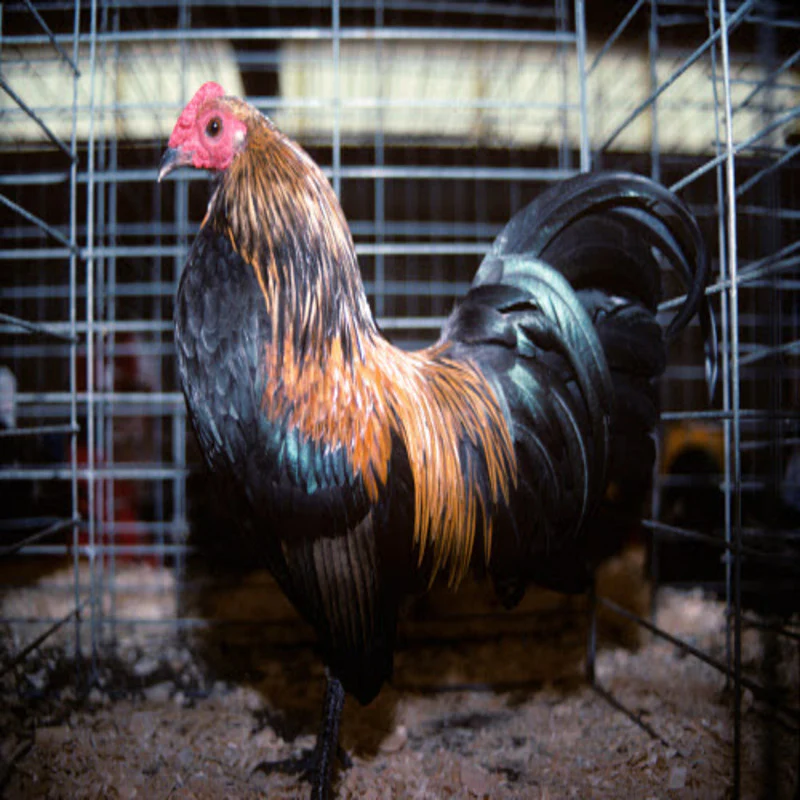 Brassy Back Old English Game Bantam - Image 3