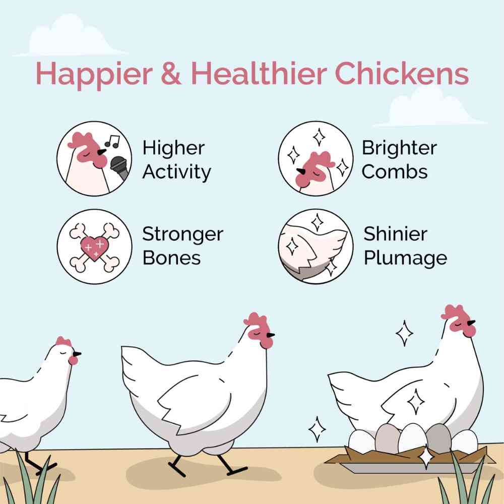 Starter Organic Chicken Feed - Image 24