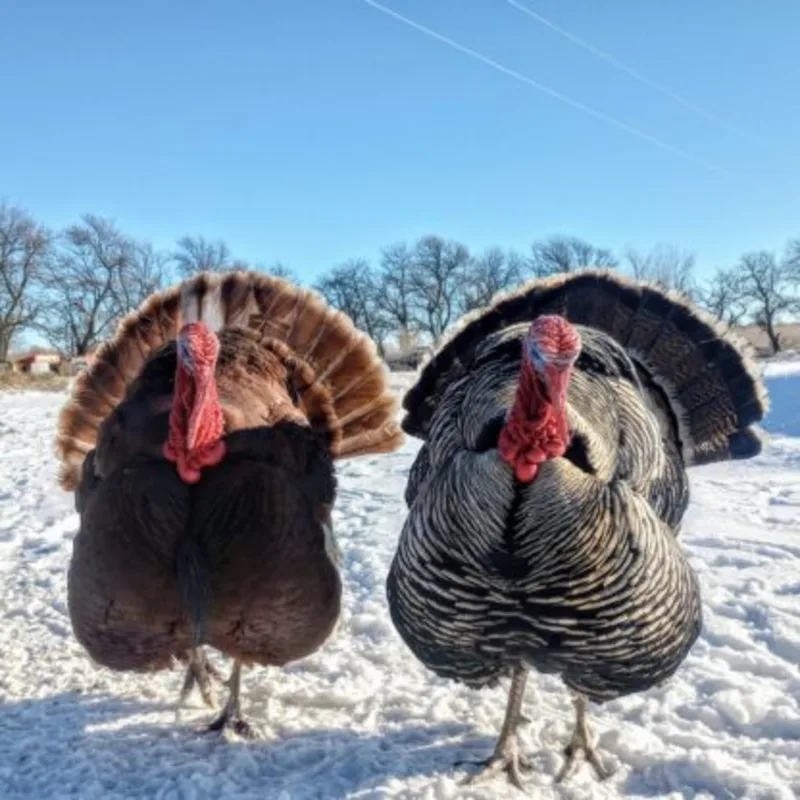 Surplus Rare Turkey Special - Image 3