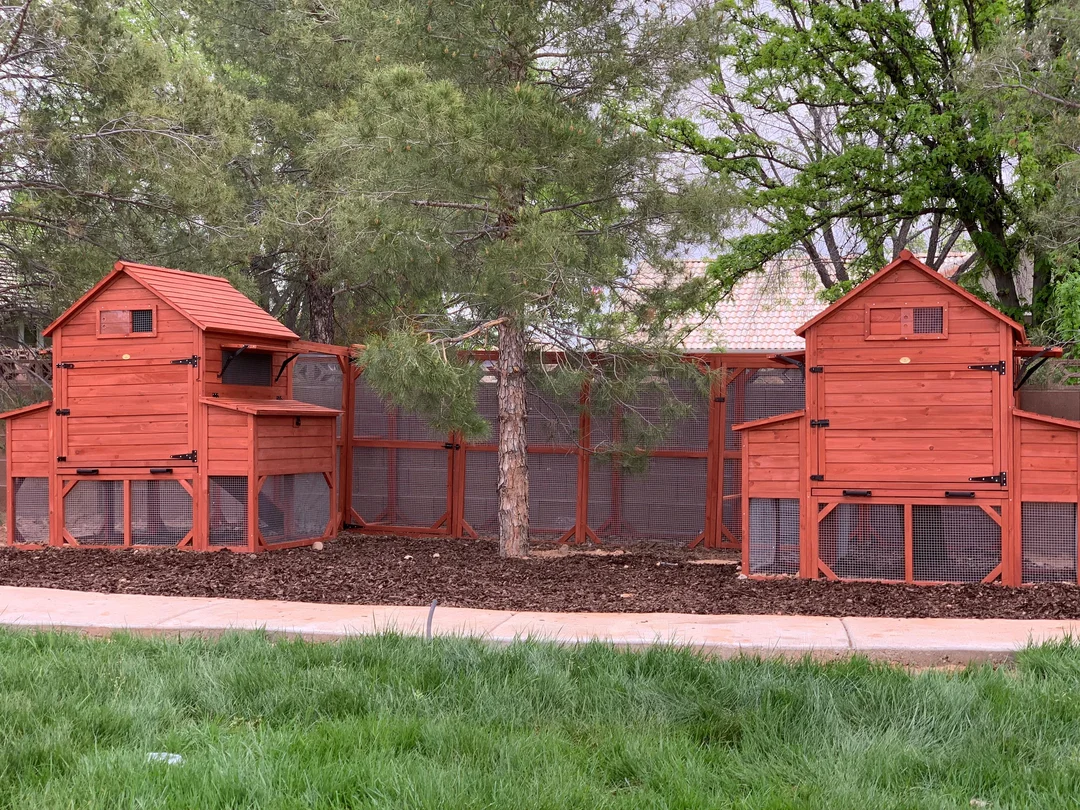 Chicken Coop for 10 Chickens – Rhode Island Homestead Coop with Run Extension Options - Image 28