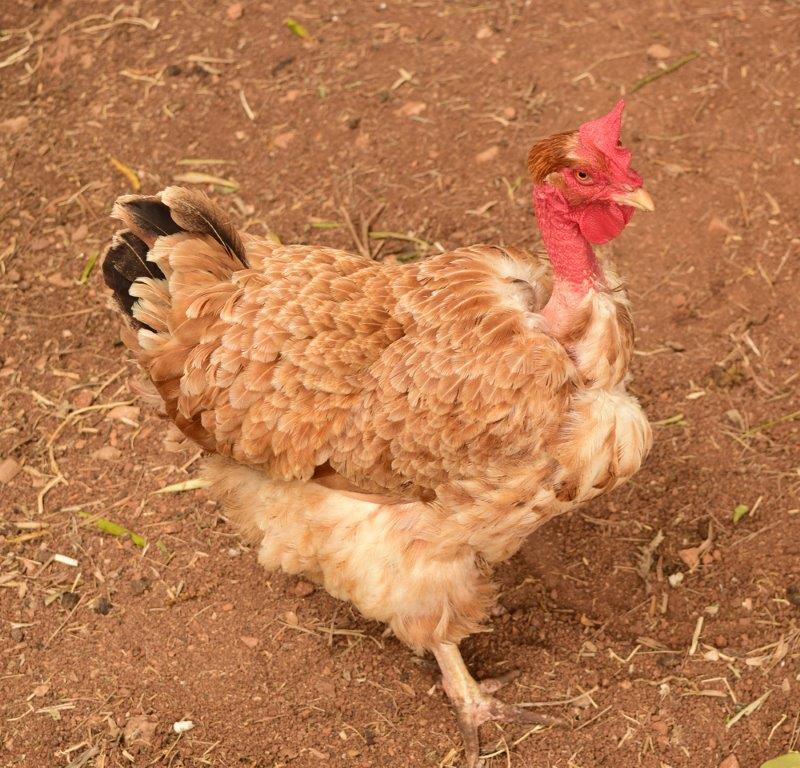 Turken Naked Neck - Image 2
