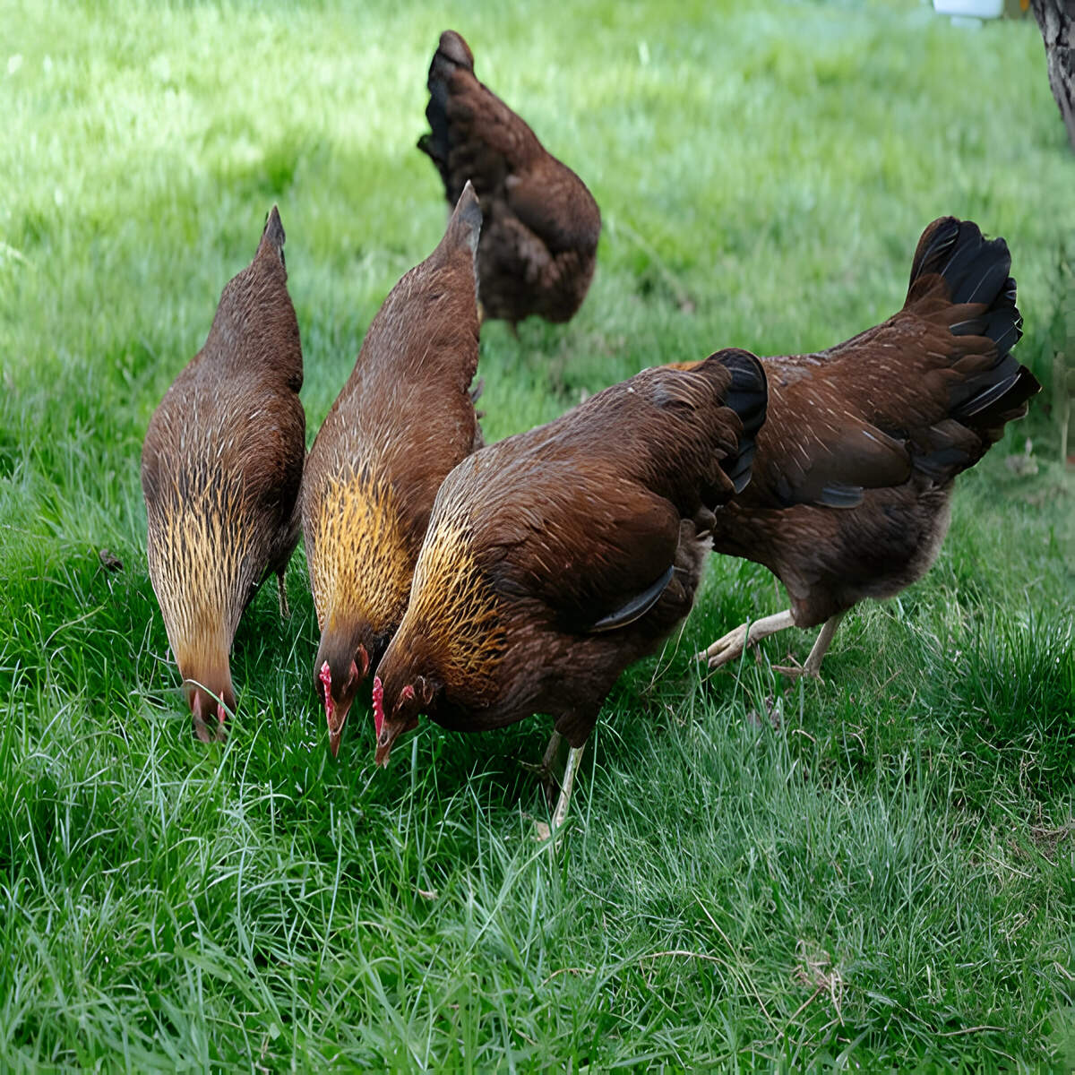 Welsummer Chicken - Image 2