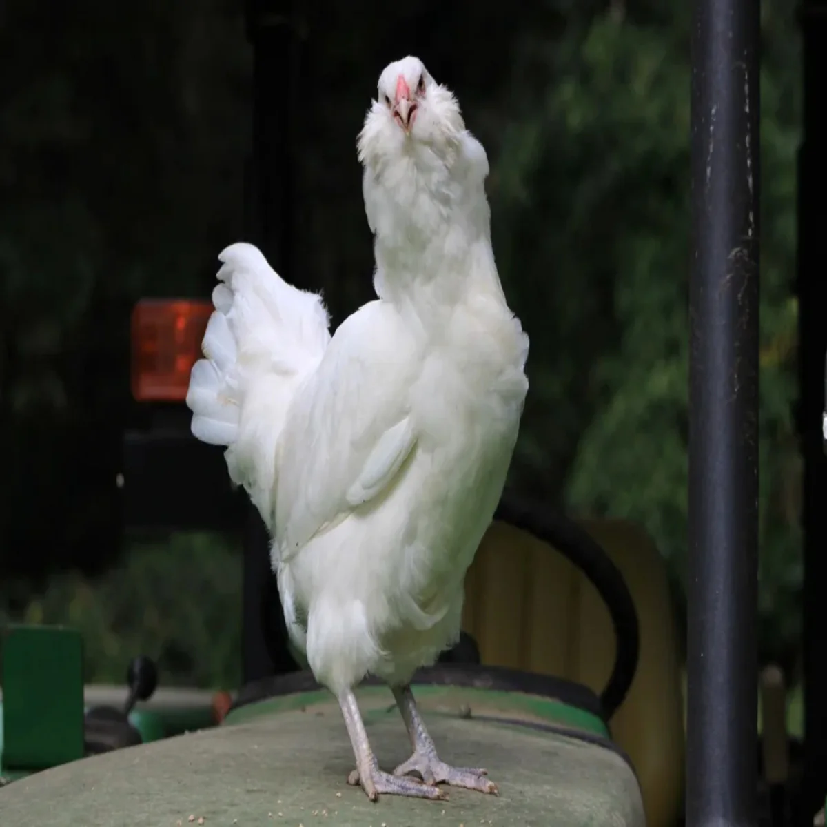White Ameraucana Chicken
