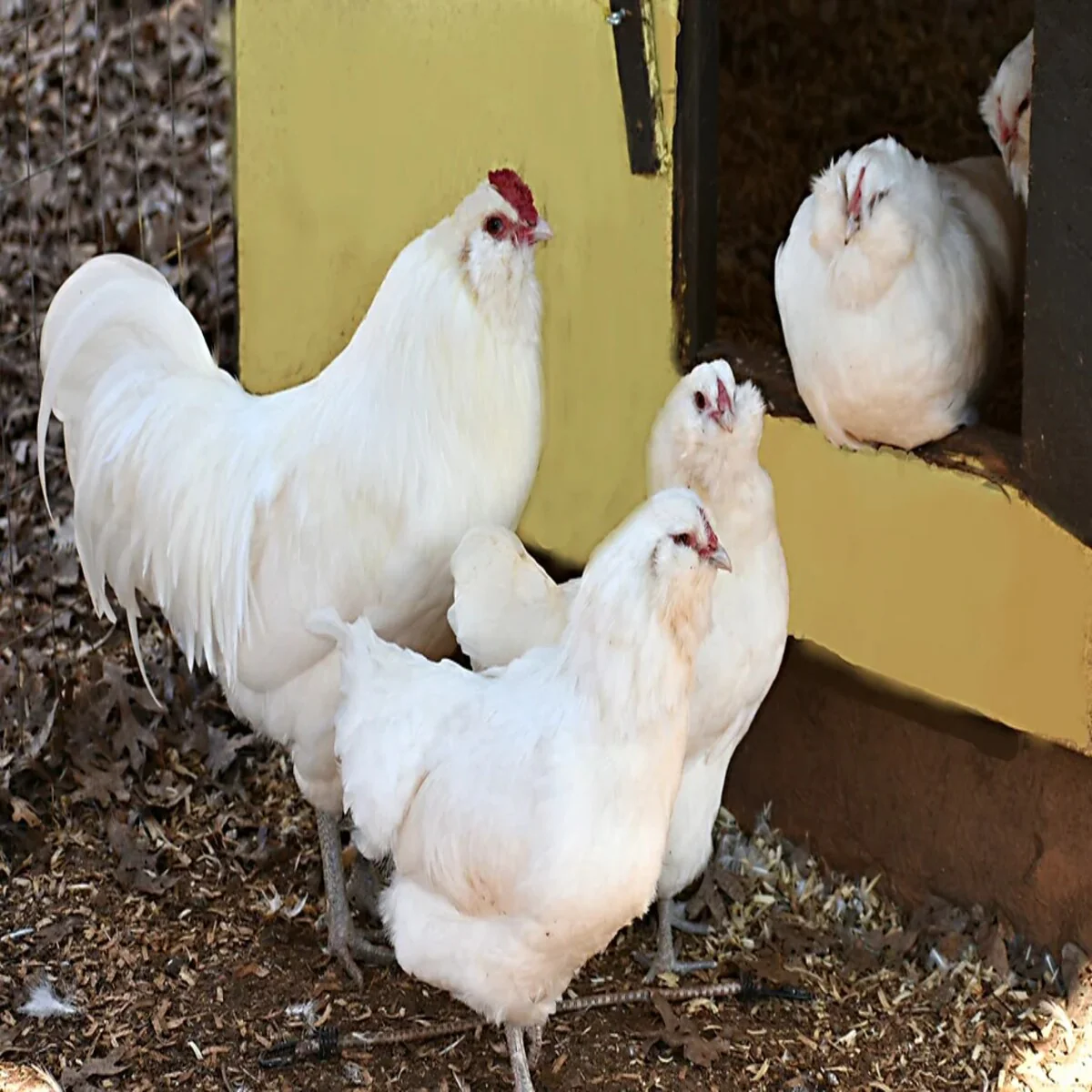 White Ameraucana Chicken - Image 2