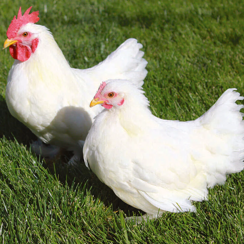 White Cochin Bantam - Image 3