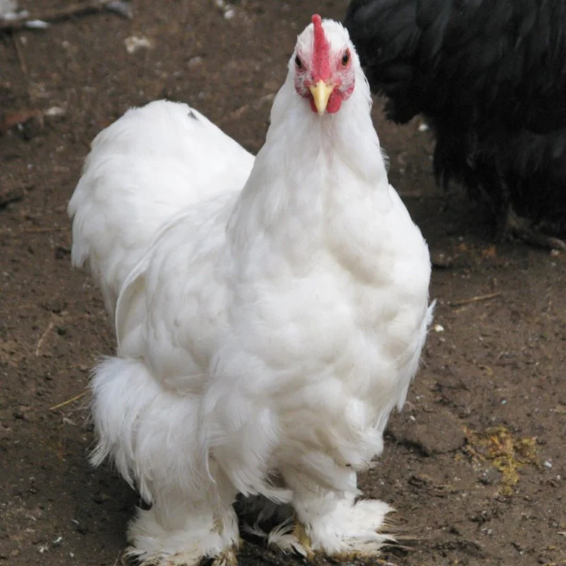 White Cochin Bantam - Image 4
