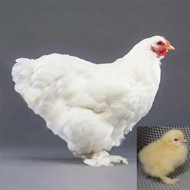 White Cochin Bantam - Image 5