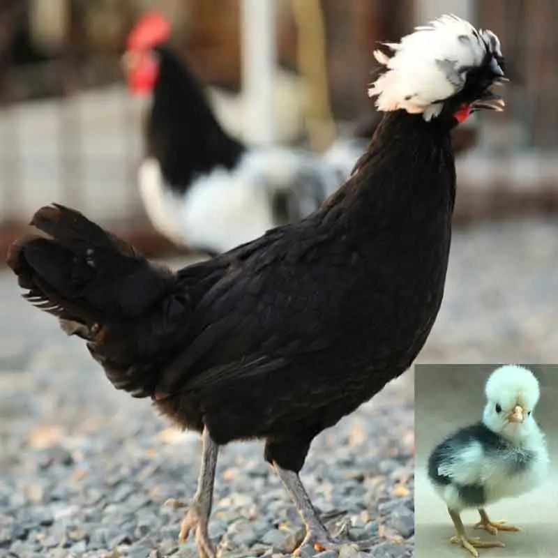 White Crested Black Polish Chicken - Image 3