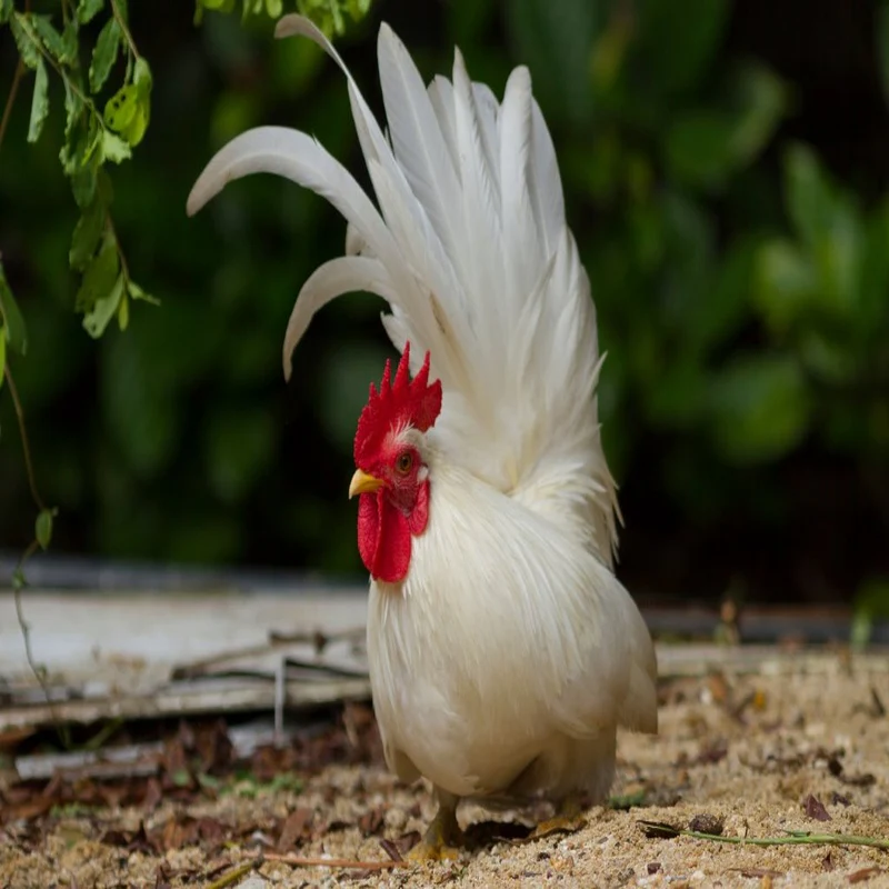 White Japanese Bantam - Image 3