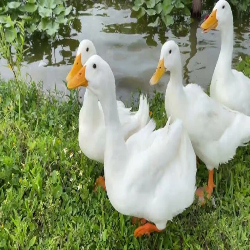 White Pekin Ducks - Image 3