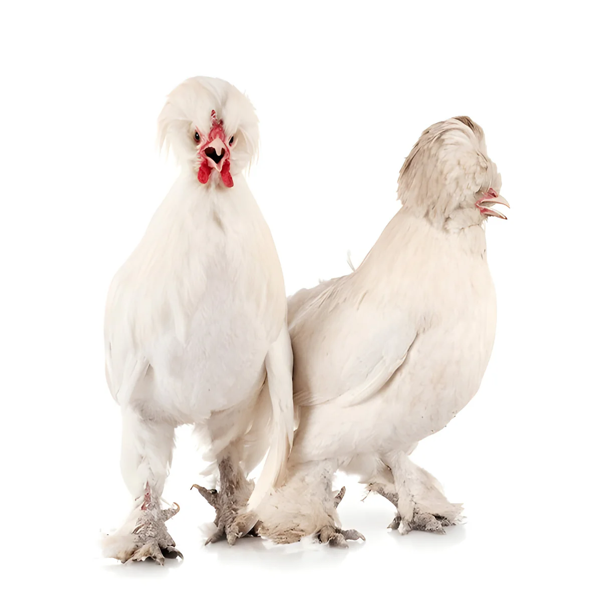 White Sultan Chicken
